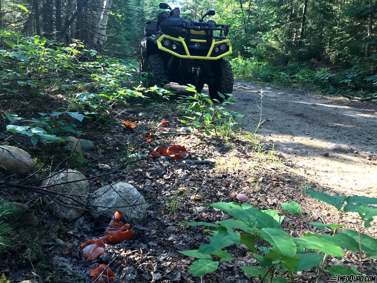 Goûter les plaisirs du Quad: la mycologie en sentier