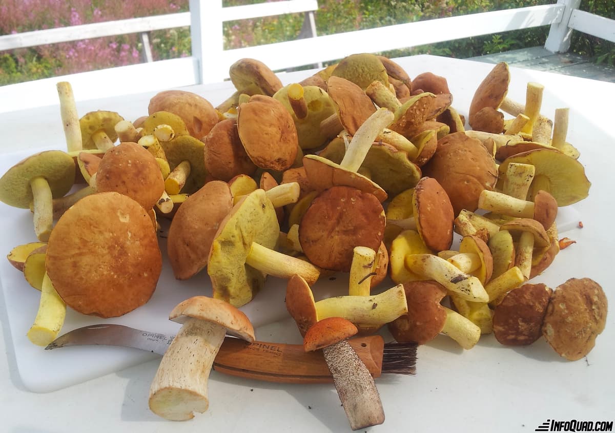 Goûter les plaisirs du Quad: la mycologie en sentier