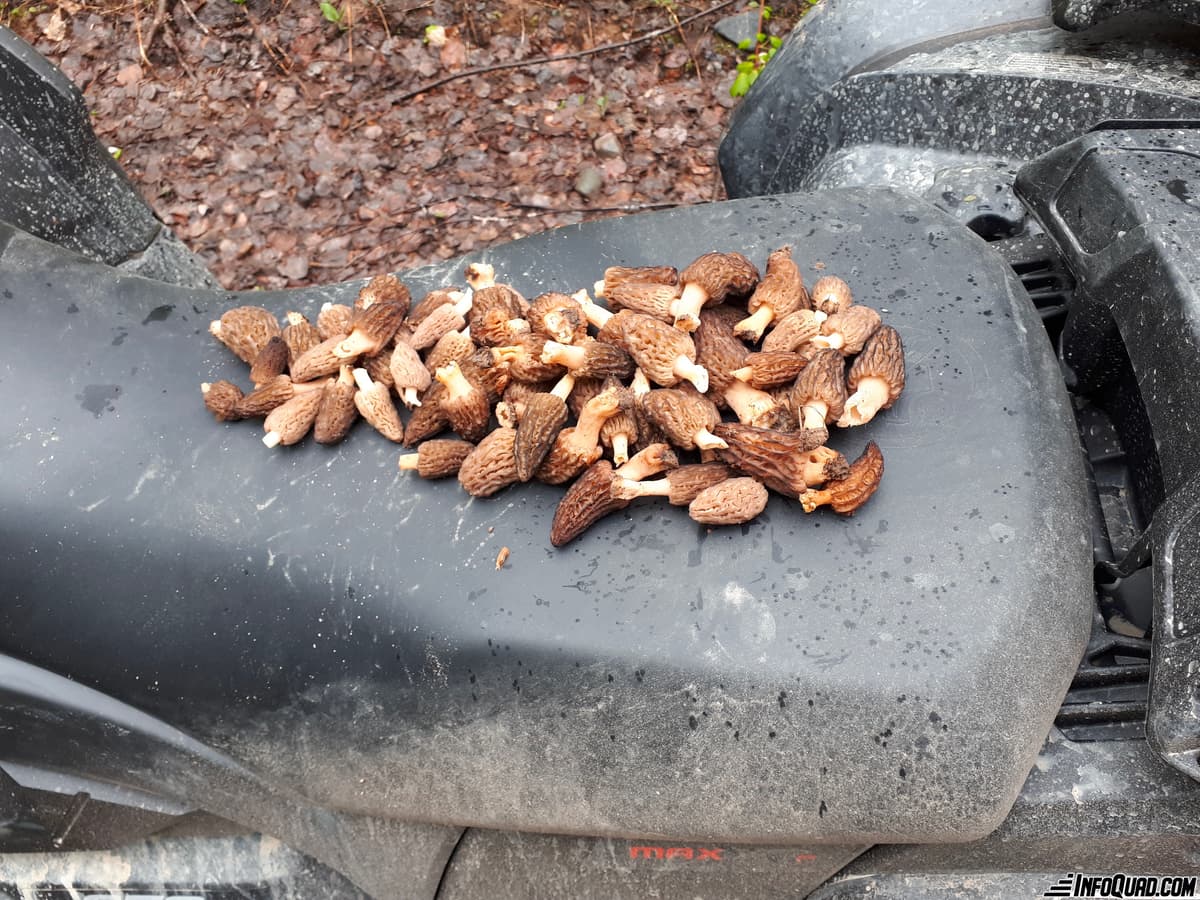 Goûter les plaisirs du Quad: la mycologie en sentier