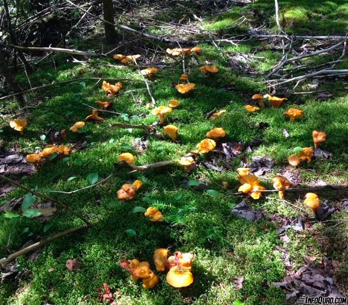 Goûter les plaisirs du Quad: la mycologie en sentier