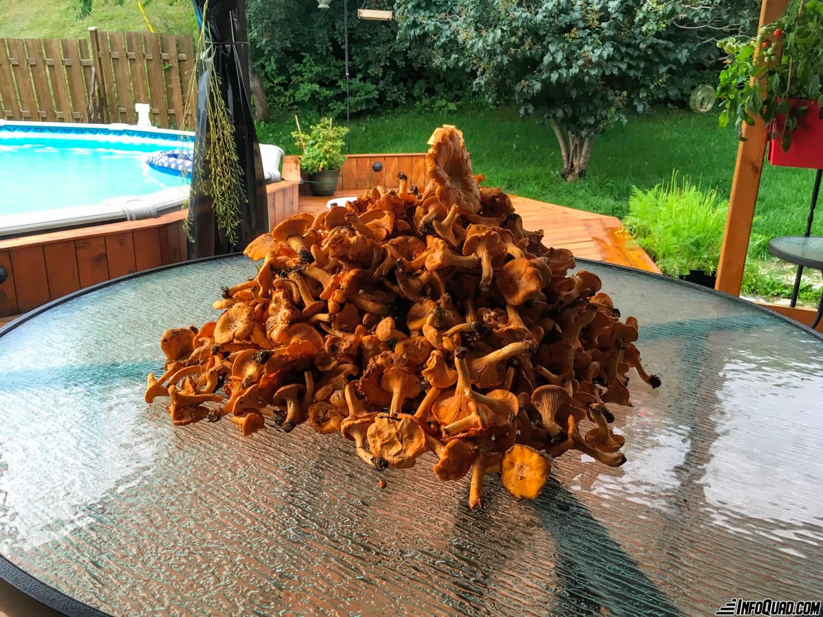 Taste the pleasures of the Quad: mycology on the trail