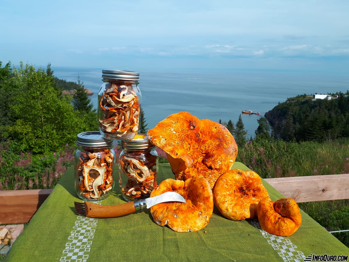 Taste the pleasures of the Quad: mycology on the trail