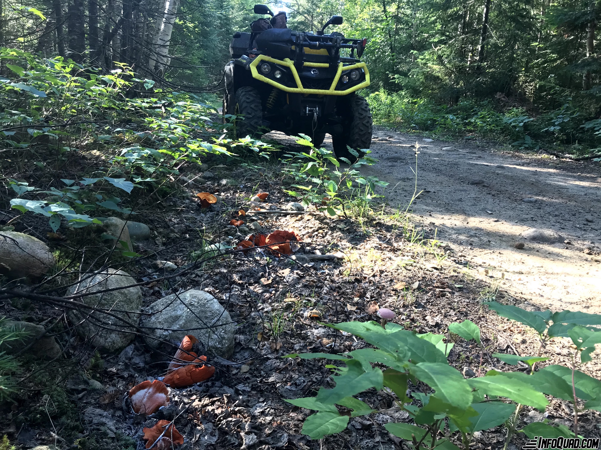 Taste the pleasures of the Quad: mycology on the trail