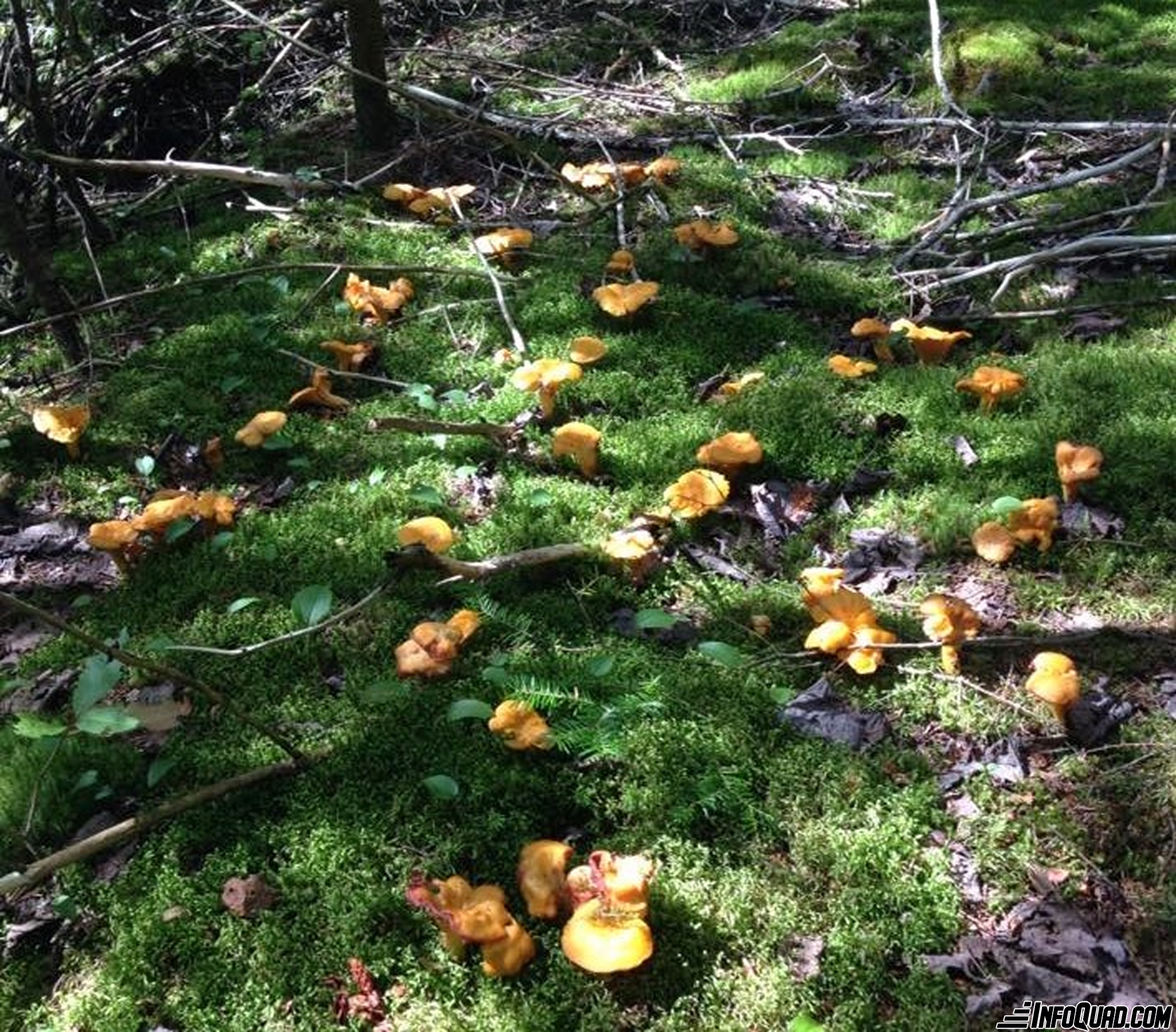 Taste the pleasures of the Quad: mycology on the trail